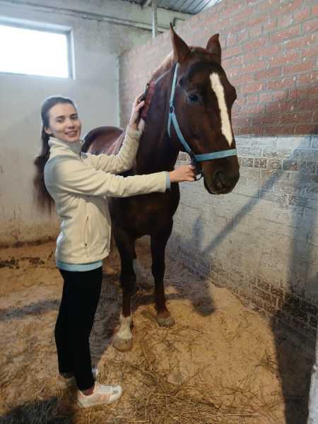 В Новороссийске лошади-артисты готовятся к выступлению после пожара в конюшне