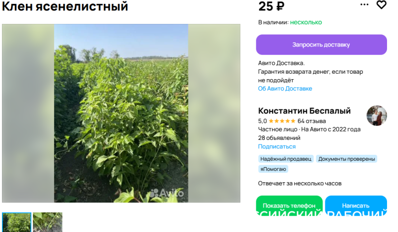 В Новороссийске могут начать штрафовать за клены, которые вдруг стали опасными &nbsp;&nbsp;&nbsp;&nbsp;&nbsp;&nbsp;&nbsp;&nbsp;&nbsp;&nbsp;&nbsp;&nbsp;&nbsp;&nbsp;&nbsp;&nbsp;&nbsp;