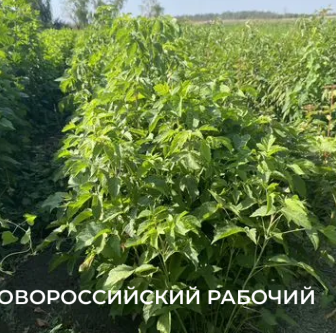 В Новороссийске могут начать штрафовать за клены, которые вдруг стали опасными &nbsp;&nbsp;&nbsp;&nbsp;&nbsp;&nbsp;&nbsp;&nbsp;&nbsp;&nbsp;&nbsp;&nbsp;&nbsp;&nbsp;&nbsp;&nbsp;&nbsp;