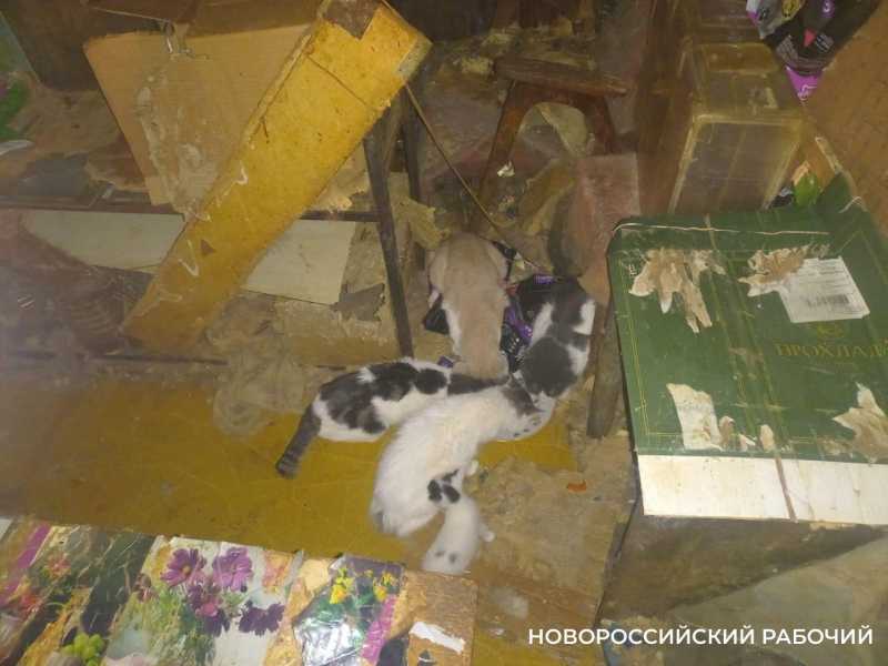 В Новороссийске могут ввести ограничения по жилплощади для домашних питомцев