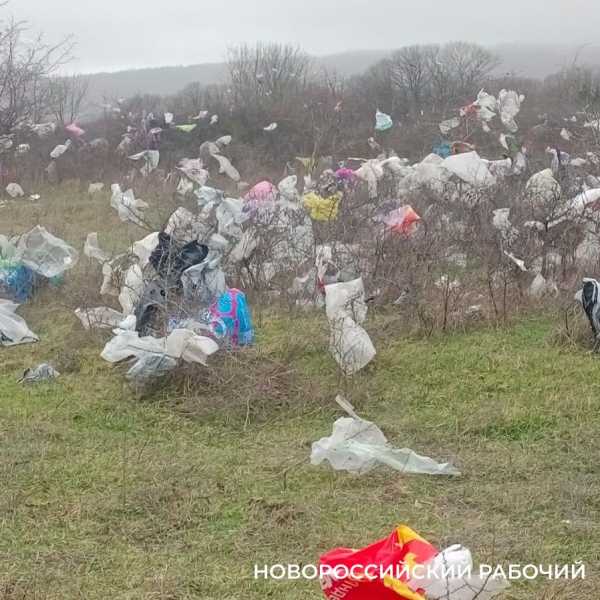 В Новороссийске мусор с полигона засыпает окрестности. Пакеты висят на деревьях