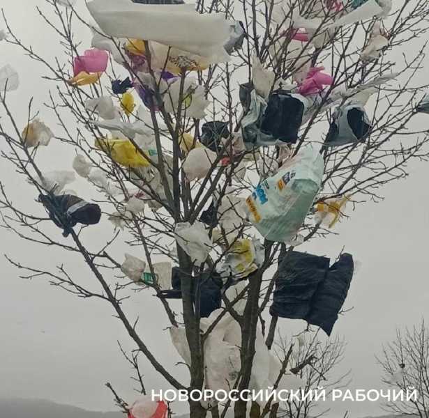 В Новороссийске мусор с полигона засыпает окрестности. Пакеты висят на деревьях