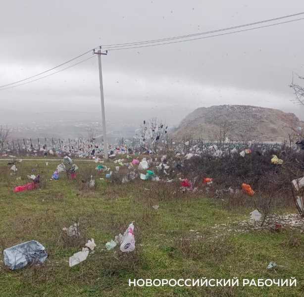 В Новороссийске мусор с полигона засыпает окрестности. Пакеты висят на деревьях