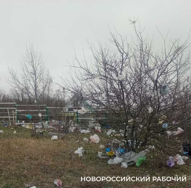 В Новороссийске мусор с полигона засыпает окрестности. Пакеты висят на деревьях