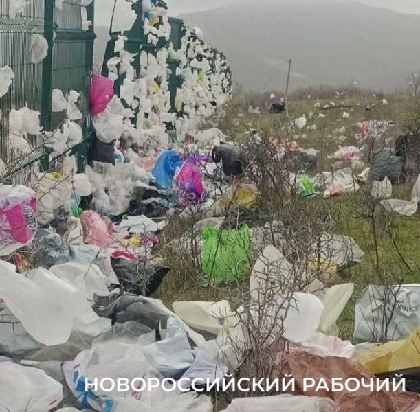 В Новороссийске мусор с полигона засыпает окрестности. Пакеты висят на деревьях