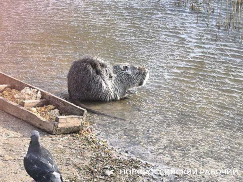 В Новороссийске накрыли для нутрий праздничную &laquo;поляну&raquo;