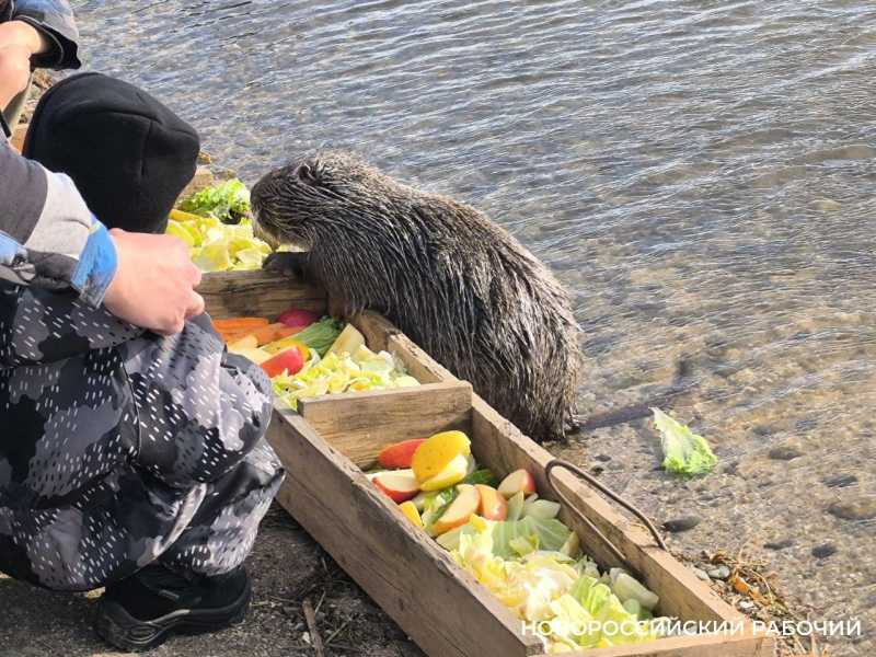 В Новороссийске накрыли для нутрий праздничную &laquo;поляну&raquo;