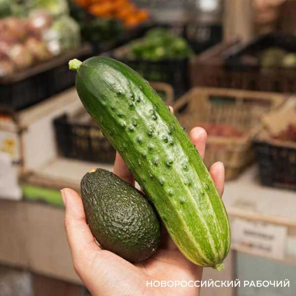 В Новороссийске огурцы стали дороже авокадо