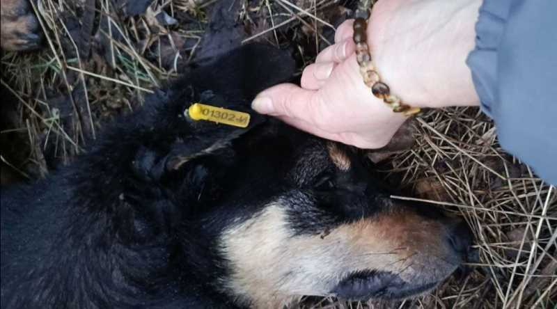 В Новороссийске продолжают массово убивать бродячих собак