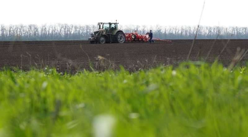 В Новороссийске собрали первый урожай нута