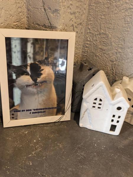 В Новороссийске спасенная бездомная кошка стала&hellip; логотипом кофейни