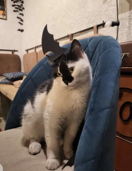 В Новороссийске спасенная бездомная кошка стала&hellip; логотипом кофейни