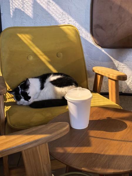 В Новороссийске спасенная бездомная кошка стала&hellip; логотипом кофейни