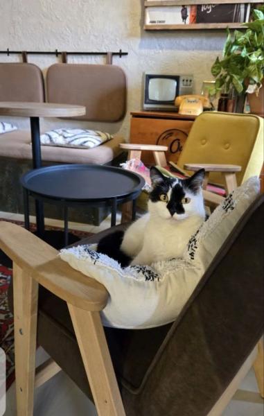 В Новороссийске спасенная бездомная кошка стала&hellip; логотипом кофейни