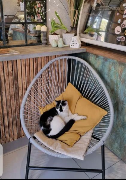 В Новороссийске спасенная бездомная кошка стала&hellip; логотипом кофейни