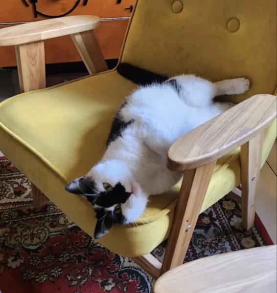 В Новороссийске спасенная бездомная кошка стала&hellip; логотипом кофейни