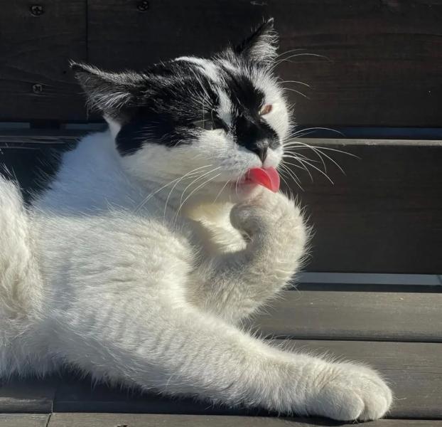 В Новороссийске спасенная бездомная кошка стала&hellip; логотипом кофейни