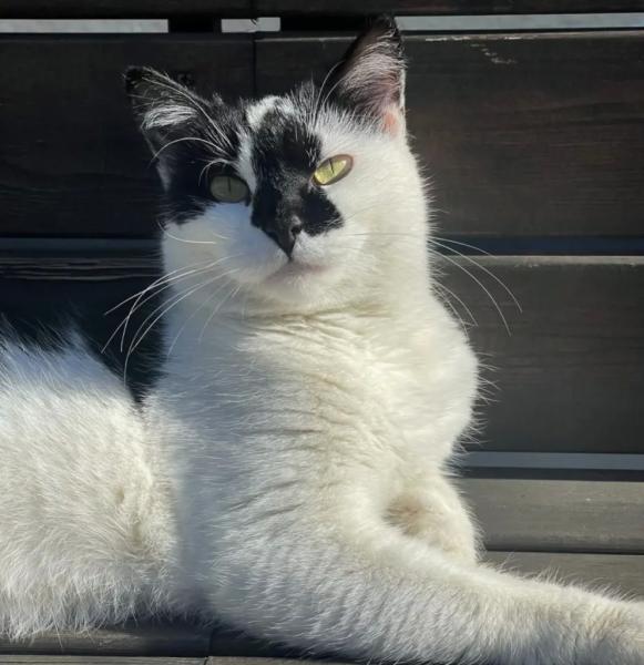 В Новороссийске спасенная бездомная кошка стала&hellip; логотипом кофейни