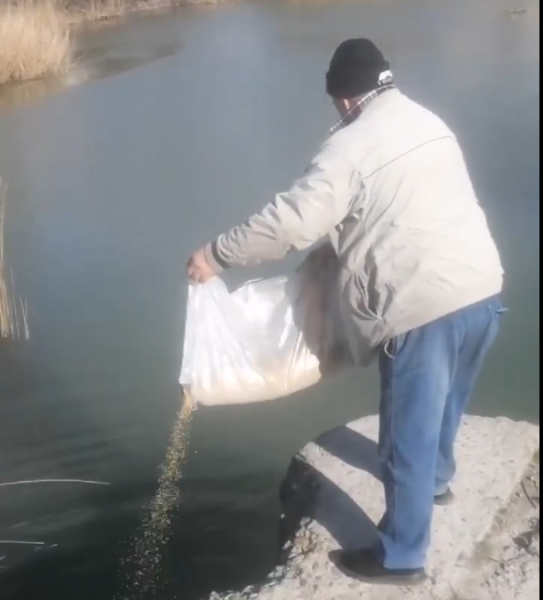 В Новороссийске жители начали зарыбливать &nbsp;&laquo;мертвые&raquo; Южные пруды