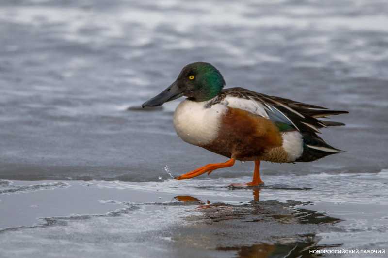Во время штормов птицы выбирают для зимовки Новороссийск