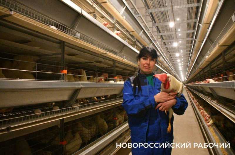 Без мужика в любом курятнике — ни-ку-да! Секреты от лучшей птичницы Кубани из Новороссийска
