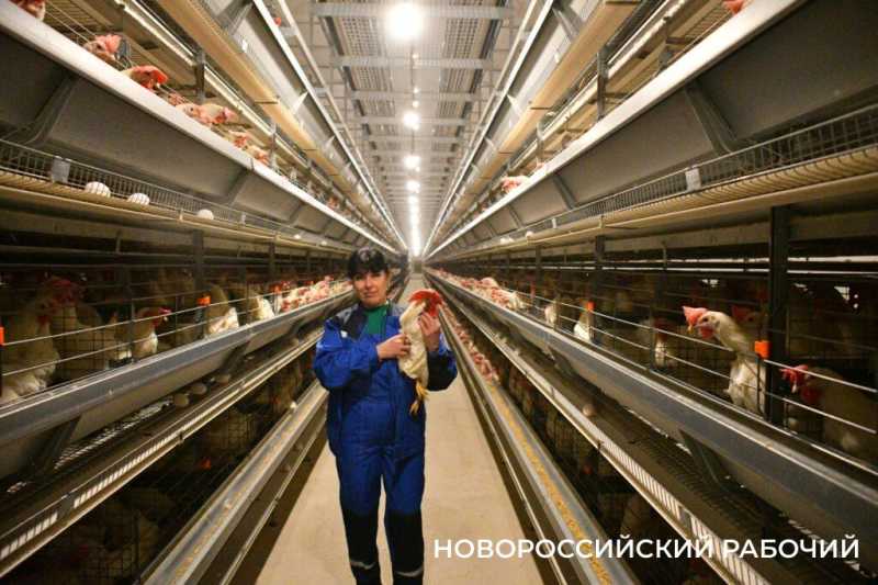 Без мужика в любом курятнике — ни-ку-да! Секреты от лучшей птичницы Кубани из Новороссийска