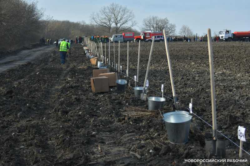 Более 120 миллионов рублей потратили на озеленение Новороссийска в прошлом году