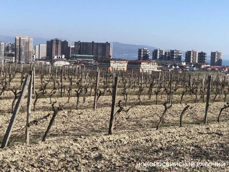 Депутат ЗСК призвал сохранить виноградники в Южном районе Новороссийска