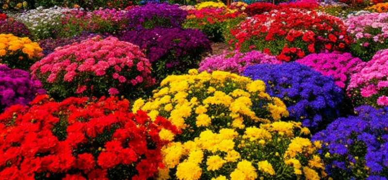 Дорогие женщины! Примите поздравления с Международным женским днем 8 Марта!