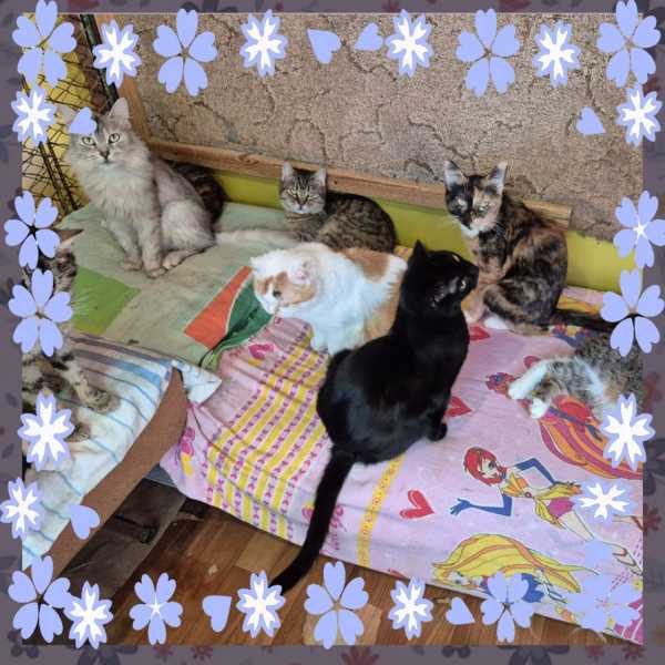 Как кот принес две тысячи на еду. Новороссийские питомцы отмечают День кошек