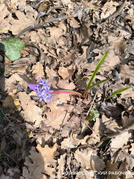 Новороссийцев радуют первые цветы и прогноз погоды