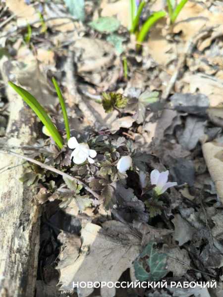 Новороссийцев радуют первые цветы и прогноз погоды