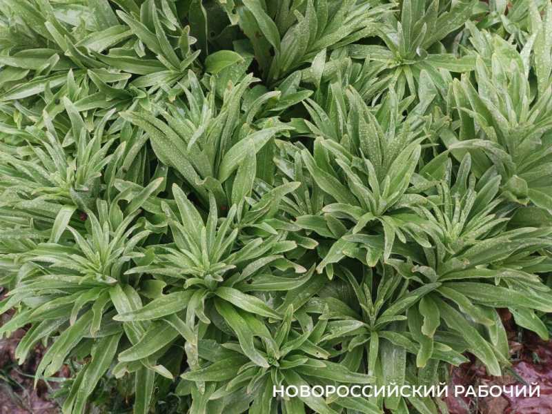 Новороссийск накрыл цветущие весенние поляны. Фоторепортаж &laquo;НР&raquo;