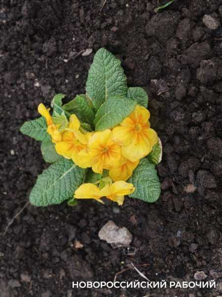 Новороссийск накрыл цветущие весенние поляны. Фоторепортаж &laquo;НР&raquo;