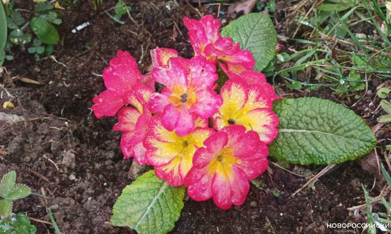 Новороссийск накрыл цветущие весенние поляны. Фоторепортаж &laquo;НР&raquo;