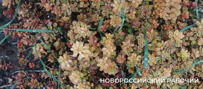 Новороссийск накрыл цветущие весенние поляны. Фоторепортаж &laquo;НР&raquo;