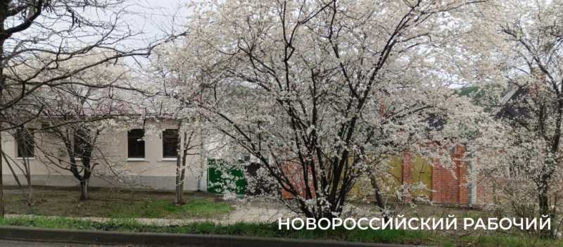 Новороссийск накрыл цветущие весенние поляны. Фоторепортаж &laquo;НР&raquo;