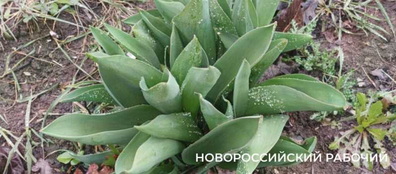 Новороссийск накрыл цветущие весенние поляны. Фоторепортаж &laquo;НР&raquo;