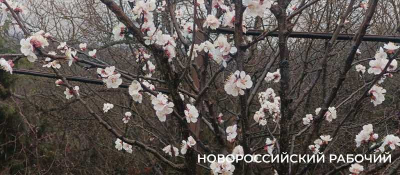 Новороссийск накрыл цветущие весенние поляны. Фоторепортаж &laquo;НР&raquo;