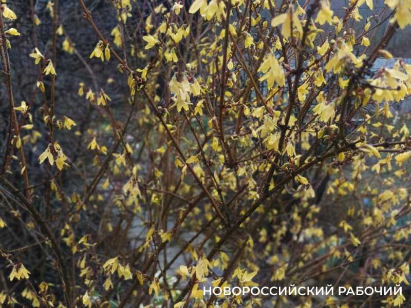 Новороссийск накрыл цветущие весенние поляны. Фоторепортаж &laquo;НР&raquo;