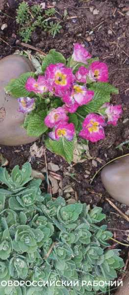 Новороссийск накрыл цветущие весенние поляны. Фоторепортаж &laquo;НР&raquo;