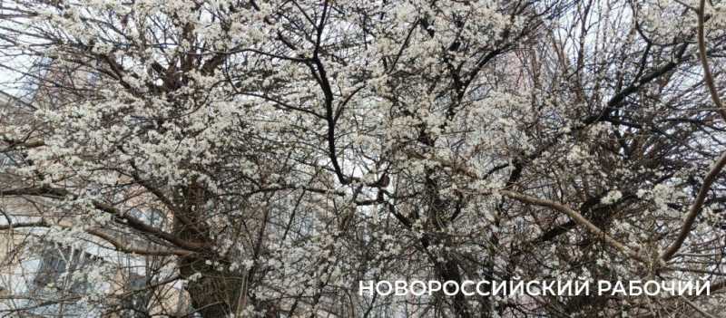 Новороссийск накрыл цветущие весенние поляны. Фоторепортаж &laquo;НР&raquo;