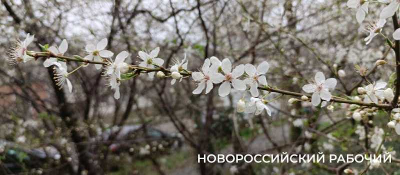 Новороссийск накрыл цветущие весенние поляны. Фоторепортаж &laquo;НР&raquo;