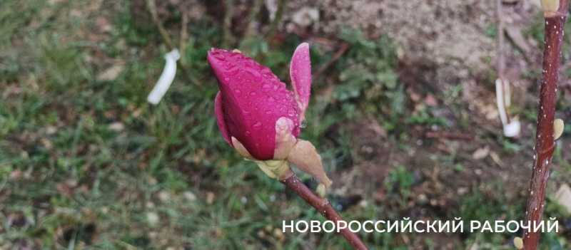Новороссийск накрыл цветущие весенние поляны. Фоторепортаж &laquo;НР&raquo;