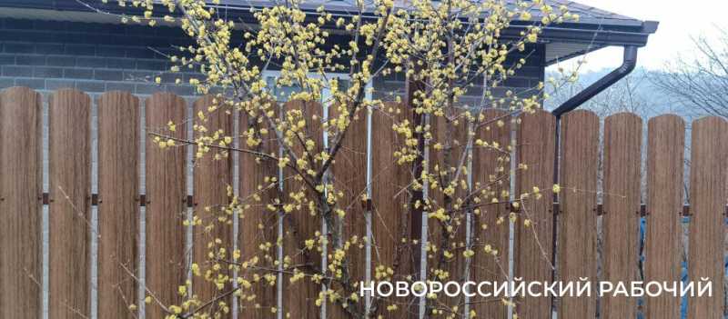 Новороссийск накрыл цветущие весенние поляны. Фоторепортаж &laquo;НР&raquo;