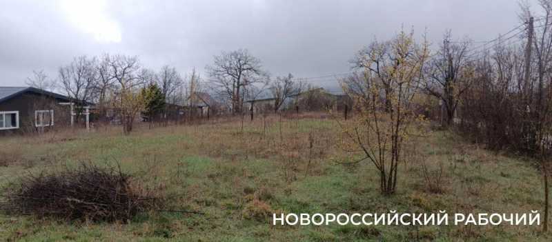 Новороссийск накрыл цветущие весенние поляны. Фоторепортаж &laquo;НР&raquo;