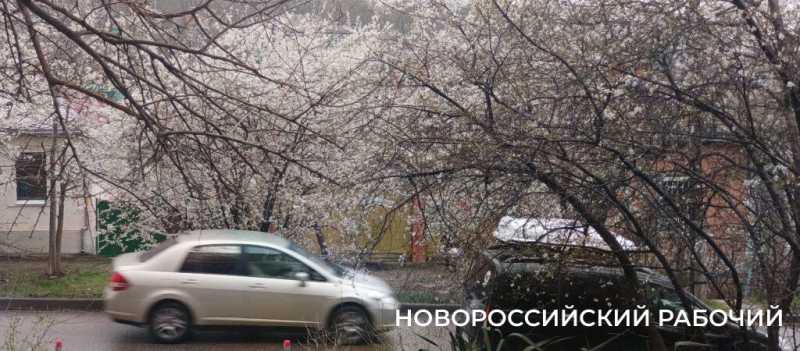 Новороссийск накрыл цветущие весенние поляны. Фоторепортаж &laquo;НР&raquo;