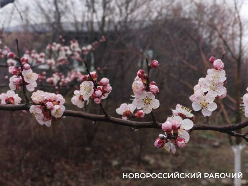 Новороссийск накрыл цветущие весенние поляны. Фоторепортаж &laquo;НР&raquo;