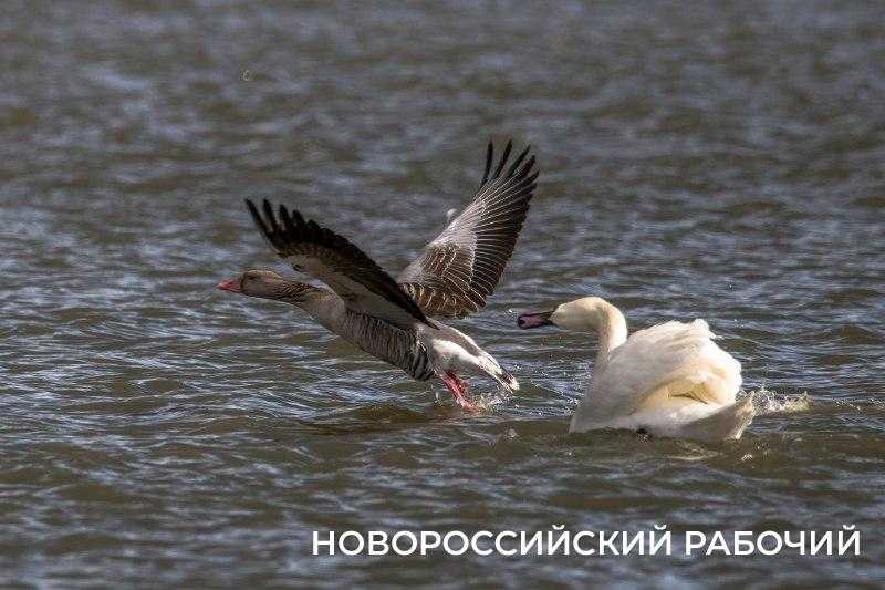 Новороссийские лебеди прогнали &laquo;чужих&raquo; из Суджукской лагуны