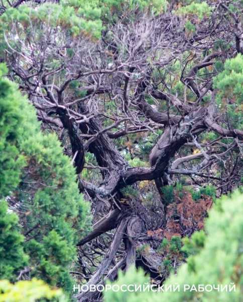 Новые виды растений, ловушки на кота и борьба за &laquo;правильного туриста&raquo;: природный парк под Новороссийском открывает свои секреты